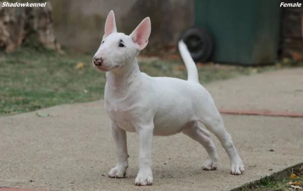 Miniature Bull Terrier | Foto 4
