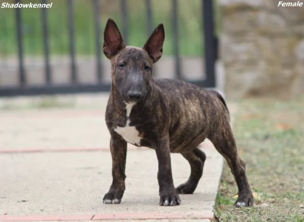 Miniature Bull Terrier | Foto 3