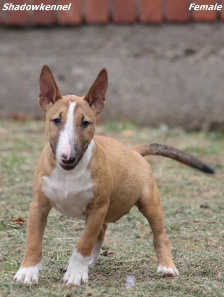 Miniature Bull Terrier | Foto 2
