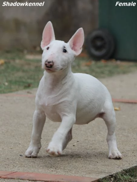 Miniature Bull Terrier | Foto 1