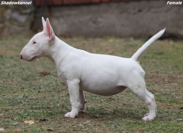 Miniature Bull Terrier
