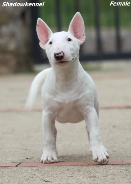 Miniature Bull Terrier | Foto 0