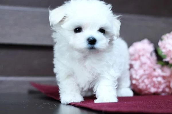 Cuccioli di razza Maltese Toy