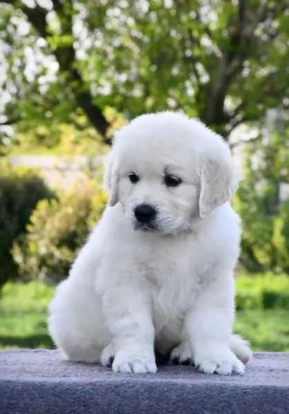 Cuccioli di Golden retriever 3 mesi | Foto 0