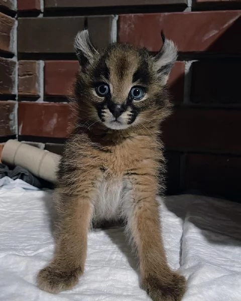 gattini di caracal disponibili per la vendita
