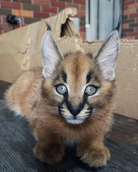 gattini di caracal disponibili per la vendita | Foto 6