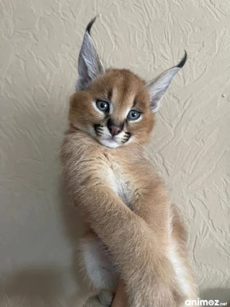 gattini di caracal disponibili per la vendita | Foto 4