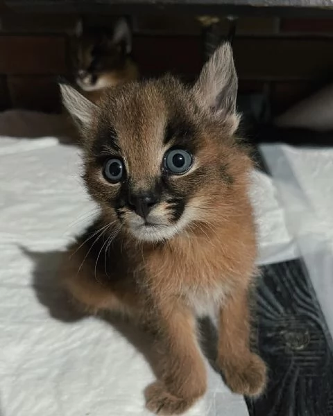 gattini di caracal disponibili per la vendita | Foto 3