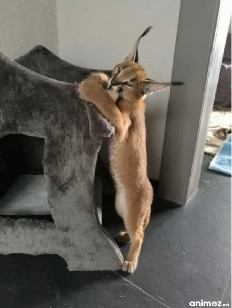 gattini di caracal disponibili per la vendita | Foto 0
