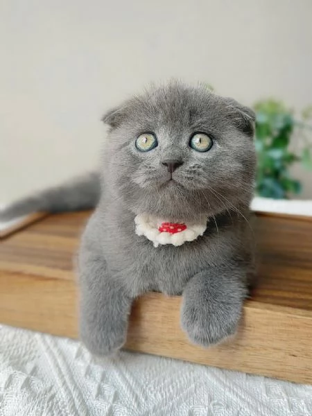 Cuccioli di british shorthair 