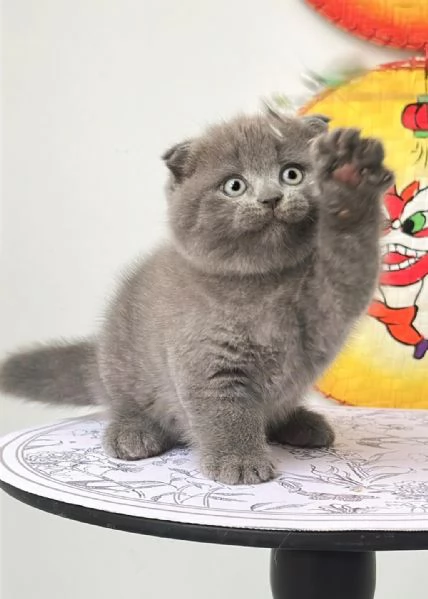 Cuccioli British shorthair