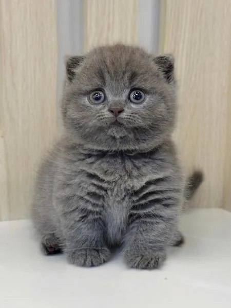Bellissime cucciolate di british shorthair