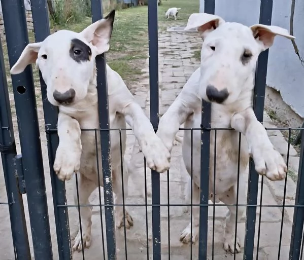 Bull Terrier Cuccioli | Foto 1