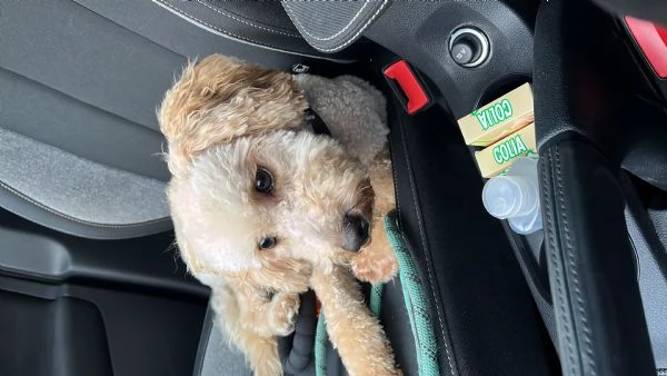 Barboncino nano di 1 anno