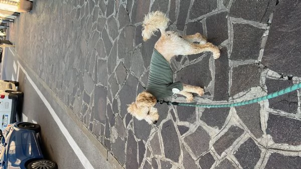 Barboncino nano di 1 anno | Foto 0