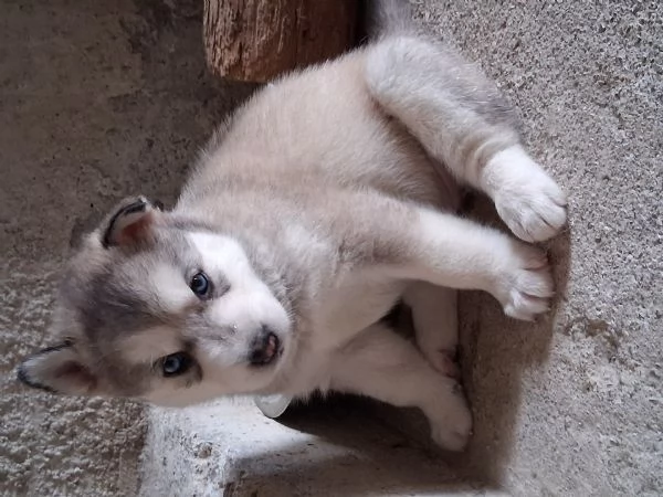 Disponibili cuccioli husky siberiani 