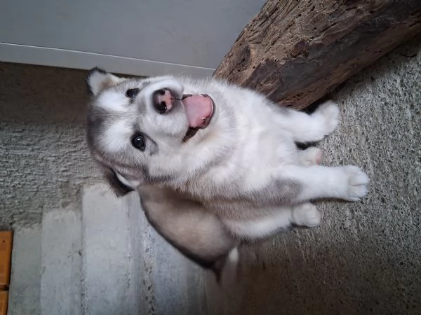 Disponibili cuccioli husky siberiani  | Foto 1