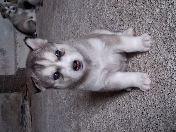 Disponibili cuccioli husky siberiani  | Foto 0