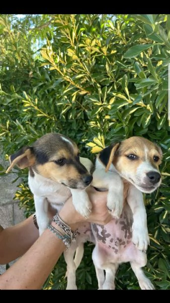 Jack Russel | Foto 0