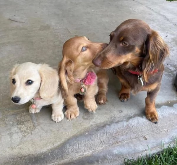 Bassotto nana (cuccioli maschio e femmina)