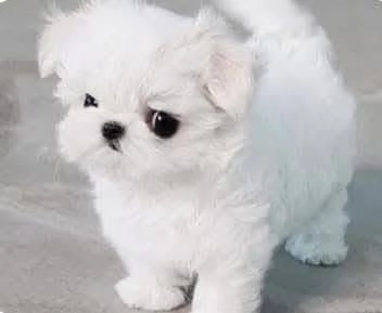 Maltese Toy (cuccioli maschio e femmina) | Foto 2