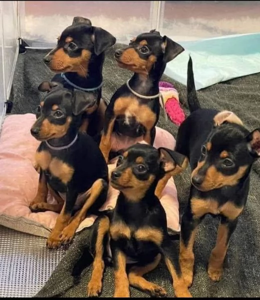Pinscher Mini (cuccioli maschio e femmina)