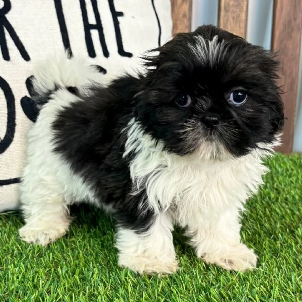 Shih Tzu Mini Toy (cuccioli maschio e femmina)