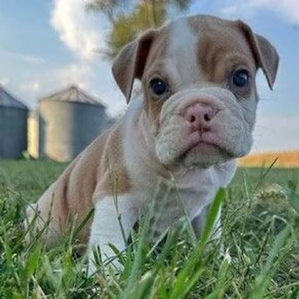 Bulldog Inglese (cuccioli maschio e femmina) | Foto 0