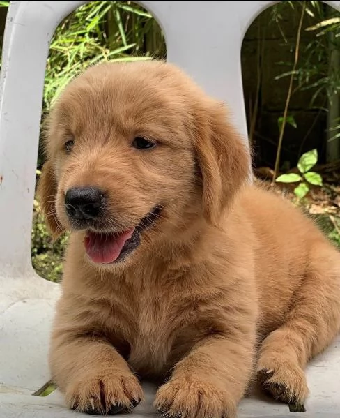 Golden Retriever (cuccioli maschio e femmina) | Foto 2