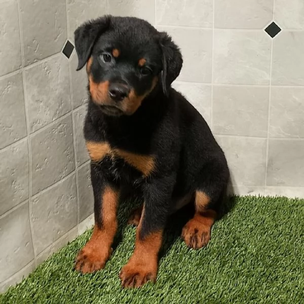 Rottweiler (cuccioli maschio e femmina) | Foto 0
