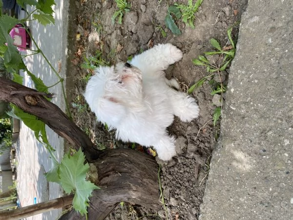  Cuccioli di Maltese | Foto 1