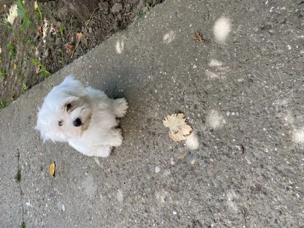  Cuccioli di Maltese