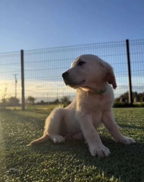 cuccioli di golden retriever