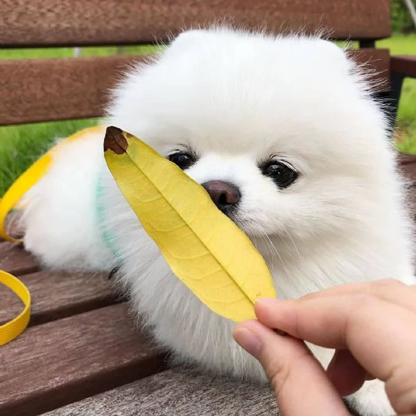 cuccioli di Pomerania | Foto 0