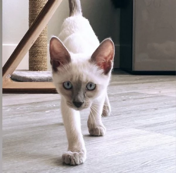 Gattino meraviglioso | Foto 1