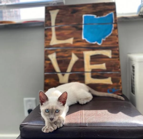 Gattino meraviglioso | Foto 0