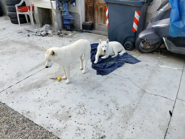 Regalo cucciolo di syiberian husky | Foto 2