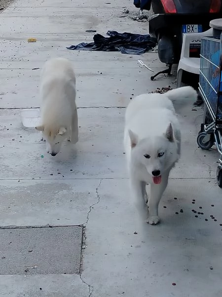 Regalo cucciolo di syiberian husky | Foto 1