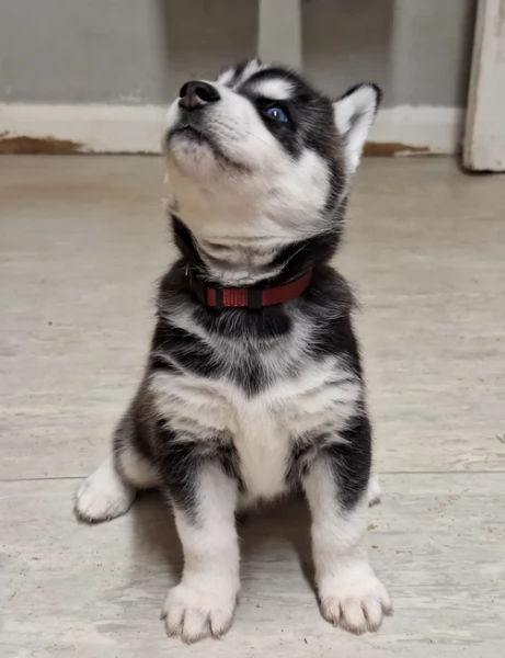 cucciolo di husky per adozione | Foto 3