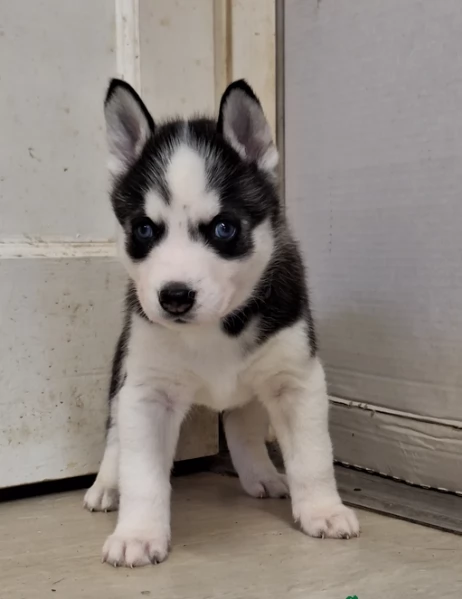 cucciolo di husky per adozione