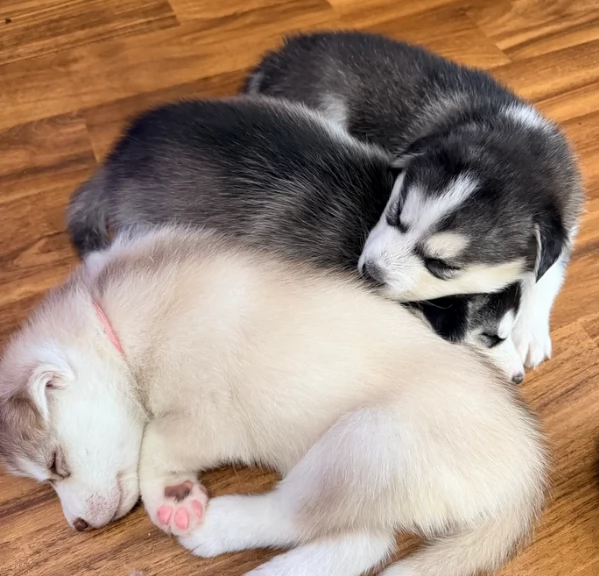 cucciolo di husky per adozione | Foto 1