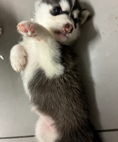 cucciolo di husky per adozione | Foto 0