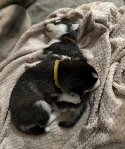 cucciolo di husky per adozione