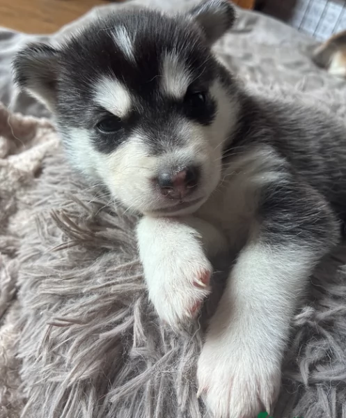 cucciolo di husky per adozione | Foto 0