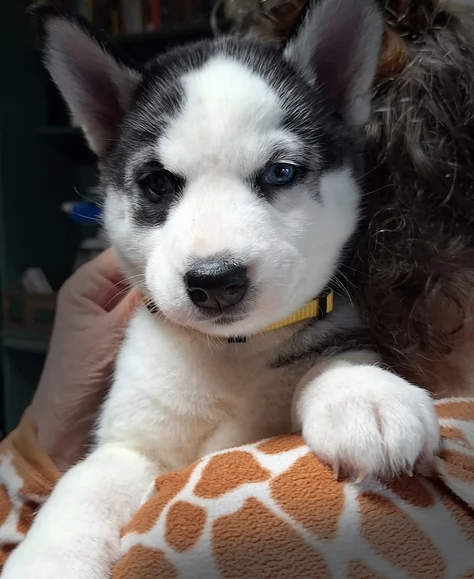 cucciolo di husky per adozione | Foto 3