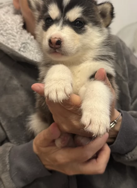 cucciolo di husky per adozione | Foto 2