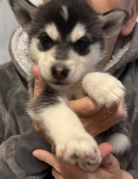 cucciolo di husky per adozione | Foto 1