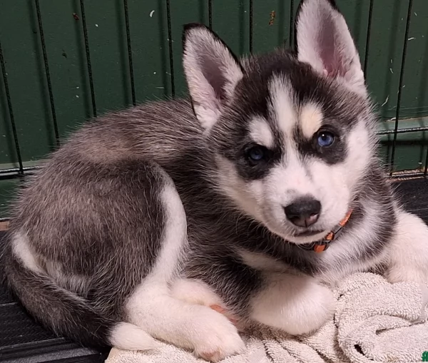 cucciolo di husky per adozione | Foto 1
