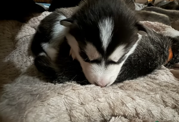 cucciolo di husky per adozione | Foto 0
