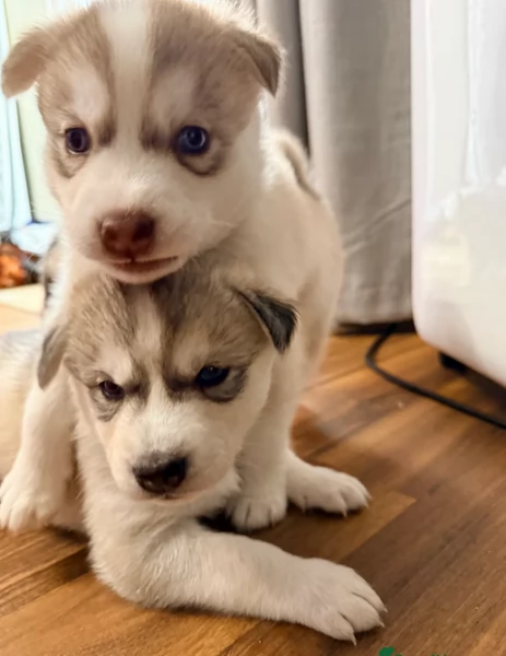 cucciolo di husky per adozione